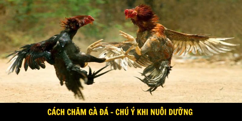 Cách chăm gà đá - Chú ý khi nuôi dưỡng