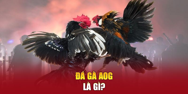 Đá gà AOG là gì?