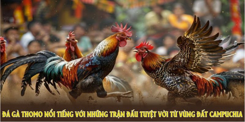Đá Gà Thomo nổi tiếng với những trận đấu tuyệt vời từ vùng đất Campuchia