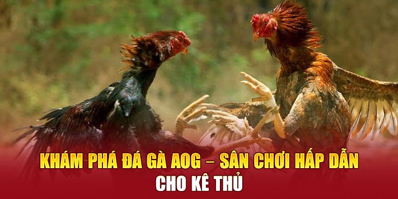 Đá gà AOG sân chơi hấp dẫn cho kê thủ