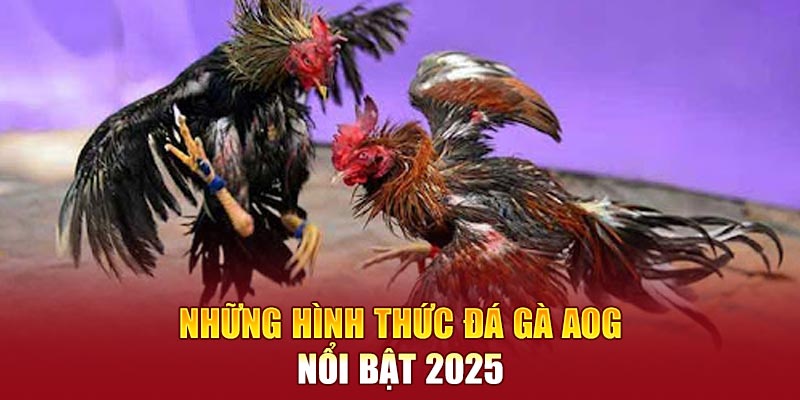 Những hình thức đá gà AOG nổi bật 2025