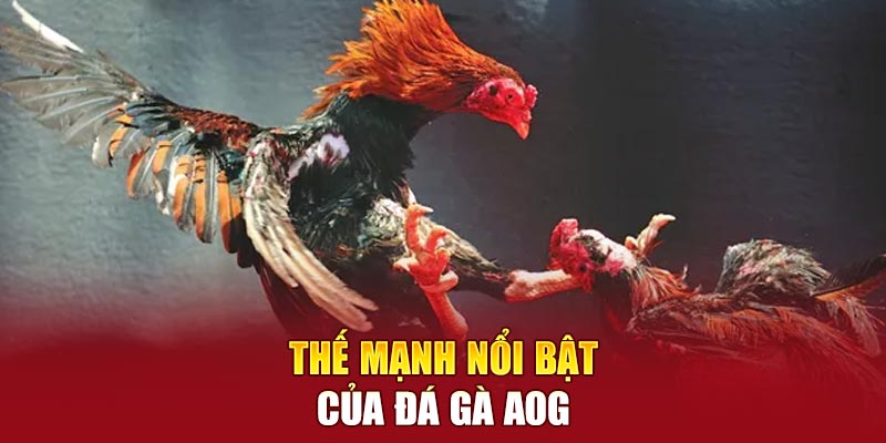 Thế mạnh nổi bật của đá gà AOG